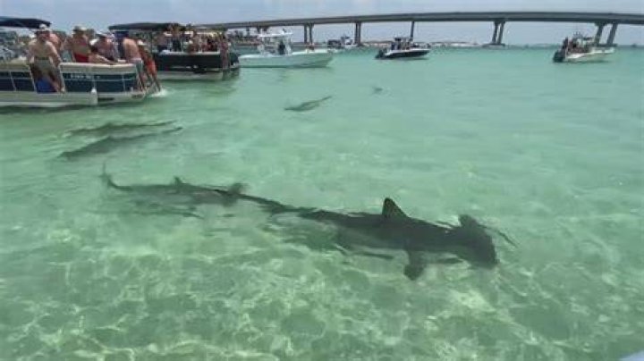 Dive Into The Realm Of Sharks In Destin, Florida