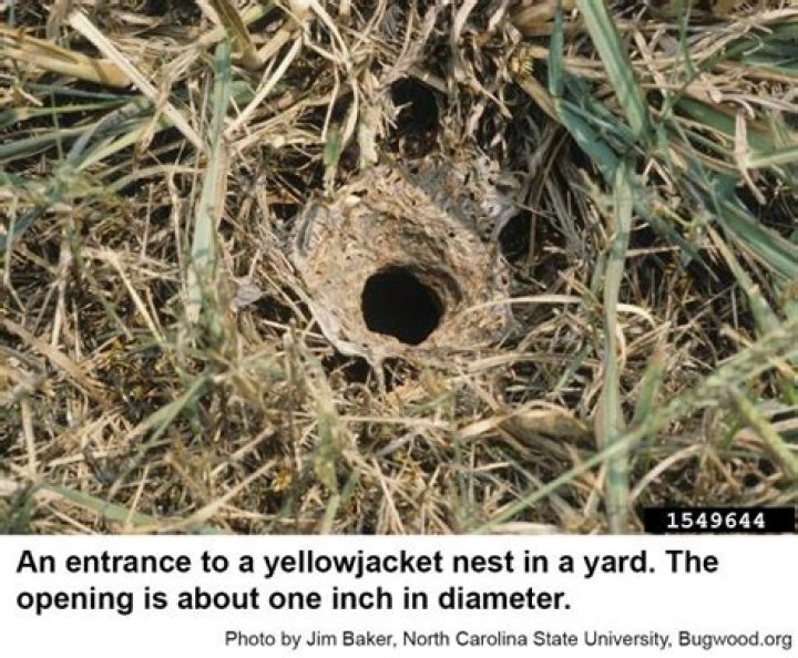 Where Do Yellow Jackets Build Their Nests?